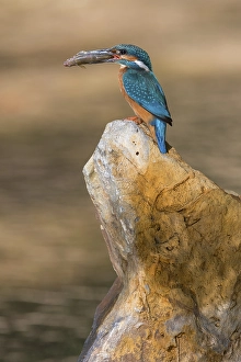 Common kingfisher (Alcedo atthis)