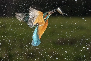 Common kingfisher (Alcedo atthis)
