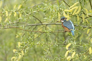 Common kingfisher (Alcedo atthis)