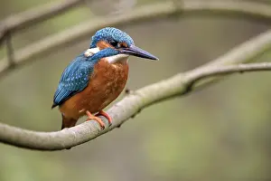 Common kingfisher (Alcedo atthis)
