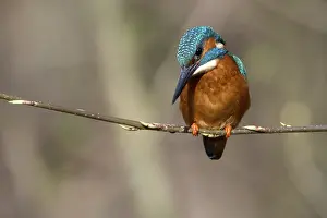 Common kingfisher (Alcedo atthis)