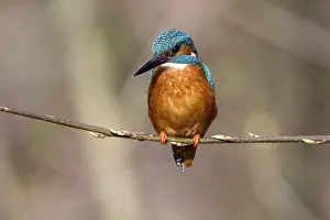 Common kingfisher (Alcedo atthis)