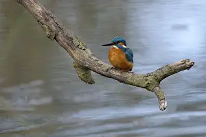 Common kingfisher (Alcedo atthis)