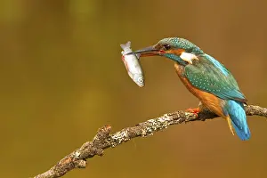 Common kingfisher (Alcedo atthis)
