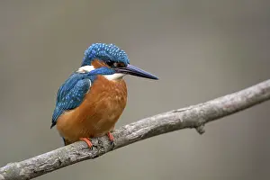 Common kingfisher (Alcedo atthis)