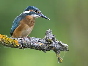 Common Kingfisher (Alcedo atthis)