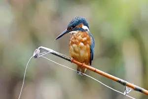 Common kingfisher (Alcedo atthis)