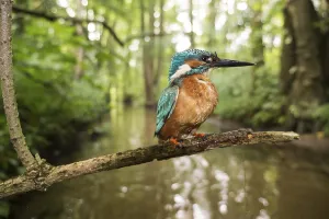Common kingfisher (Alcedo atthis)