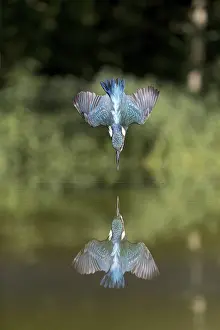 Common Kingfisher (Alcedo atthis) adult