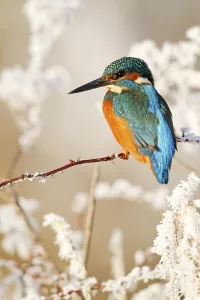 Common Kingfisher (Alcedo atthis) adult
