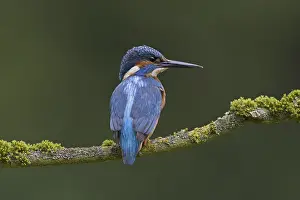 Common Kingfisher (Alcedo atthis) adult male