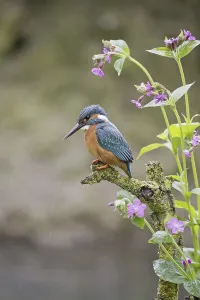 Common Kingfisher (Alcedo atthis) adult male