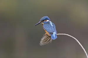 Common Kingfisher (Alcedo atthis) adult male