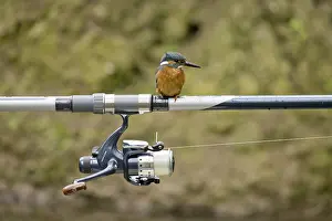 Common Kingfisher (Alcedo atthis) adult male