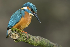 Common kingfisher ( Alcedo atthis) on Ansitzwarte