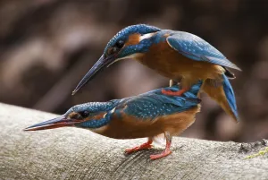 Common kingfisher (Alcedo atthis) Copula on a transverse beech trunk