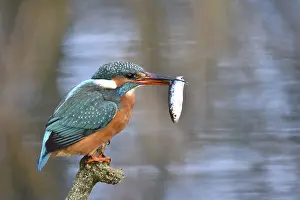 Common kingfisher (Alcedo atthis) fishing