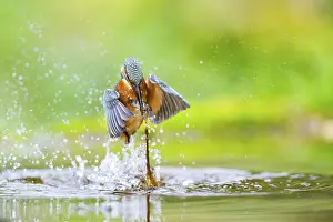 Common kingfisher (Alcedo atthis) flying out of the water with a fresh cought fish in his beak in late summer