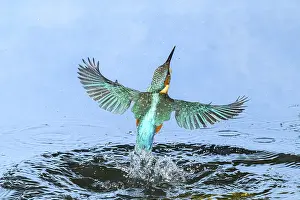 Common kingfisher (Alcedo atthis) flying out of the water after hunting fish