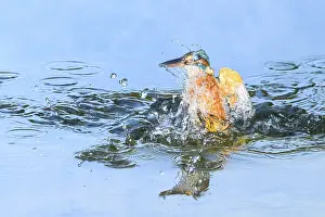 Common kingfisher (Alcedo atthis) flying out of the water after hunting fish
