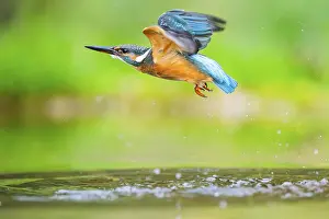 Common kingfisher (Alcedo atthis) flying out of the water after a unsuccessful hunt in late summer
