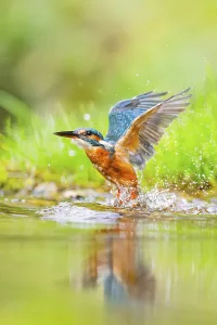 Common kingfisher (Alcedo atthis) flying out of the water after a unsuccessful hunt in late summer