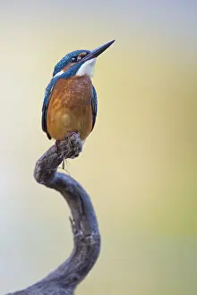Common Kingfisher (Alcedo atthis) juvenile male