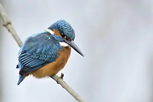 Common Kingfisher (Alcedo atthis) male perched on a branch