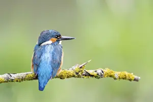 Common kingfisher (Alcedo atthis) male sitting on a branch