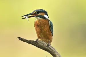 Common Kingfisher (Alcedo atthis) with prey