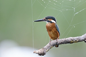 Common kingfisher (Alcedo atthis) on a raised hide with spider web