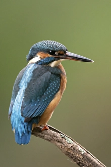 Common kingfisher (Alcedo atthis) sitting on a branch