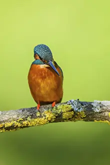Common kingfisher (Alcedo atthis) sitting on a branch with autumncolours
