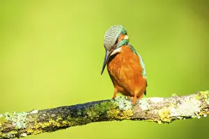 Common kingfisher (Alcedo atthis) sitting on a branch with autumncolours