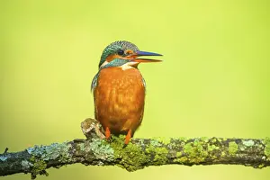 Common kingfisher (Alcedo atthis) sitting on a branch with autumncolours