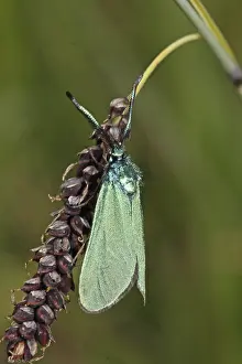 Common knapweed (Jordanita globulariae)