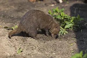 One common kusimanse (Crossarchus obscurus)