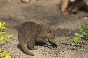 One common kusimanse (Crossarchus obscurus)