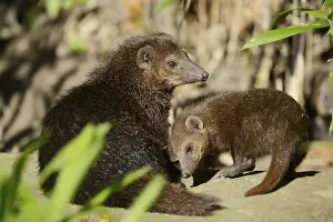 Common kusimanse (Crossarchus obscurus) with juvenile