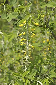 Common laburnum (Laburnum anagyroides)
