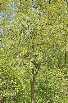 Common laburnum (Laburnum anagyroides)