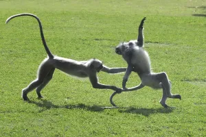 Common Langur presbytis entellus
