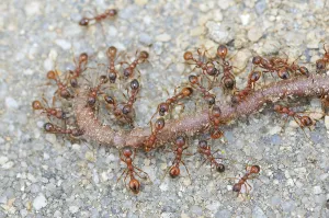 Common lawn ants removing an earthworm