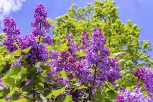Common lilac or common lilac (Syringa vulgaris)