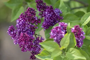 Common lilac (Syringa vulgaris)
