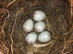 Common Linnet (Linaria cannabina) nest