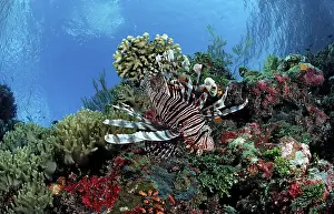 Common lionfish in coral reef, Pterois volitans
