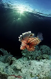 Common lionfish in coral reef, Pterois volitans