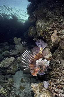 Common lionfish (Pterois miles)