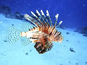 Common lionfish, Safaga, Egypt